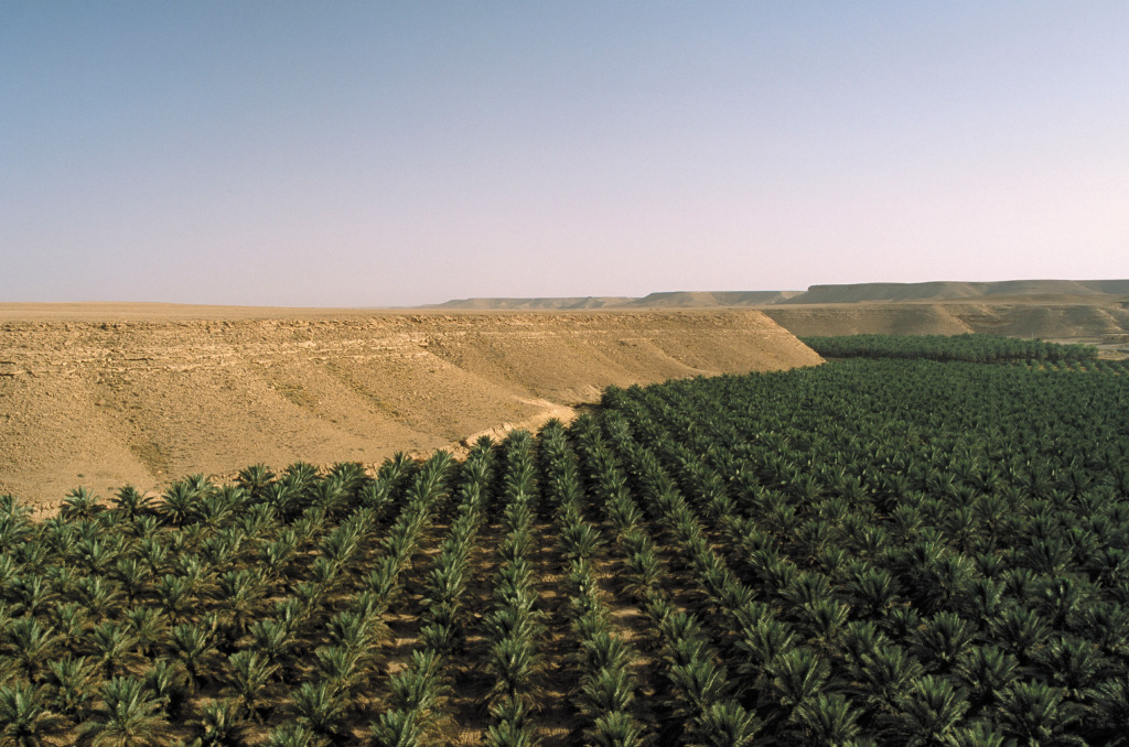 Bateel's organic date farms are nestled in a fertile oasis in the Al Ghat region of Saudi Arabia